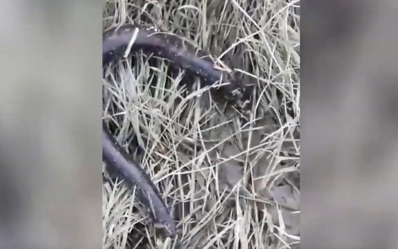 The death of the eels is being investigated by MPI.