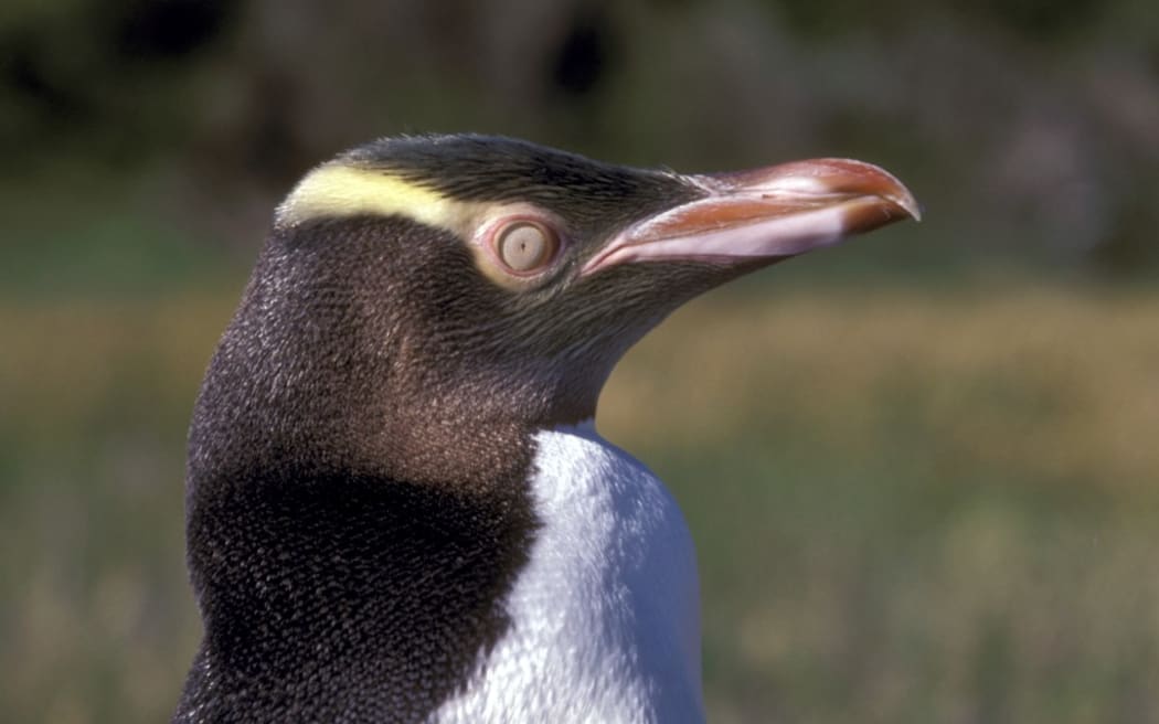 The yellow-eyed penguin chicks are being killed by a mystery illness.