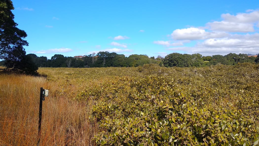 Salt marsh rush and mangrove habitats