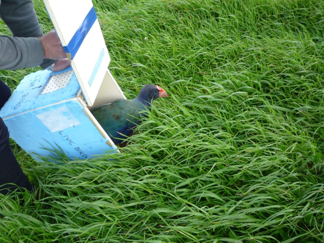 A takahe being released back into the wild.
