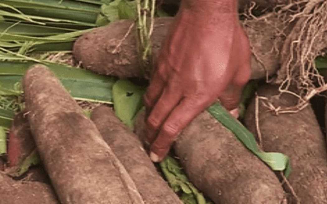 Yams being harvested in New Caledonia.