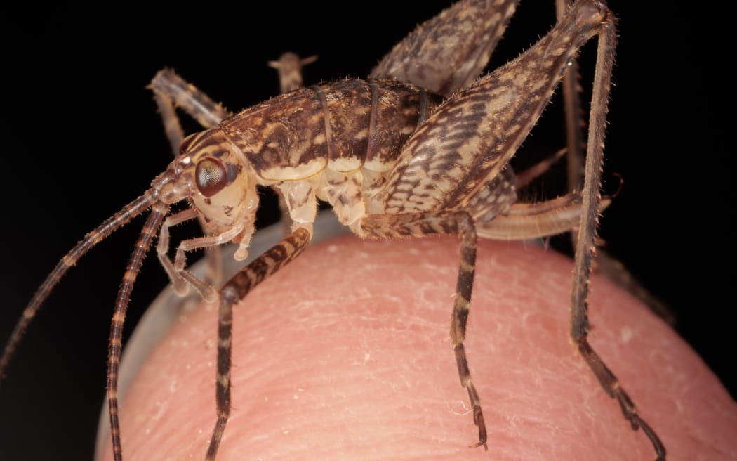 Weta