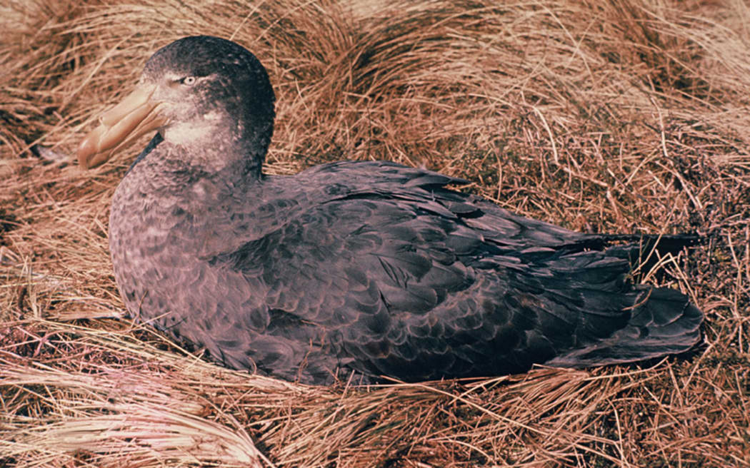 Northern Giant Petrel