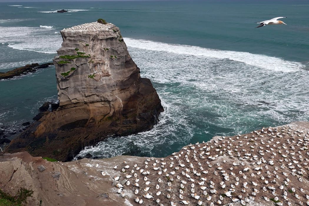 Surfers and seabirds at the gannet colony, Muriwai