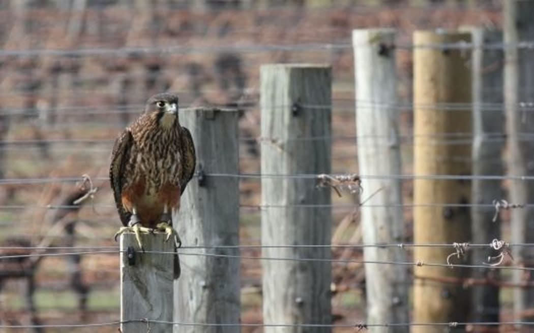 A New Zealand native falcon (karearea)