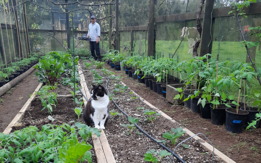 A row of cherry tomatoes, and other vegetables. A black and white cat is in the frame an a man in the background.