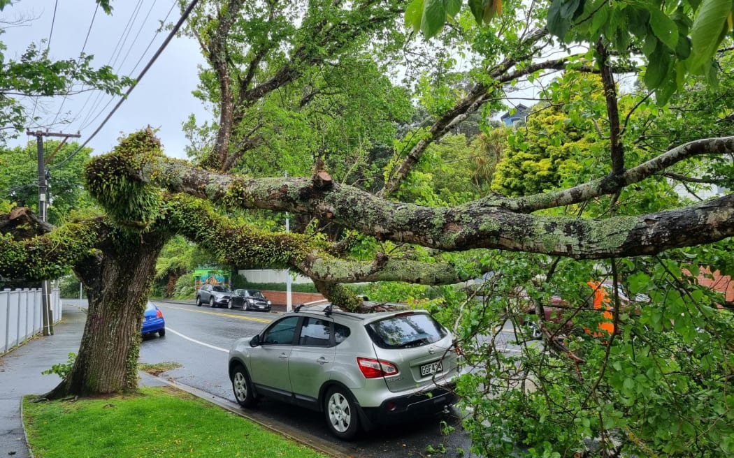 Kelburn resident Daniel O'Brien's car was hit by a tree.