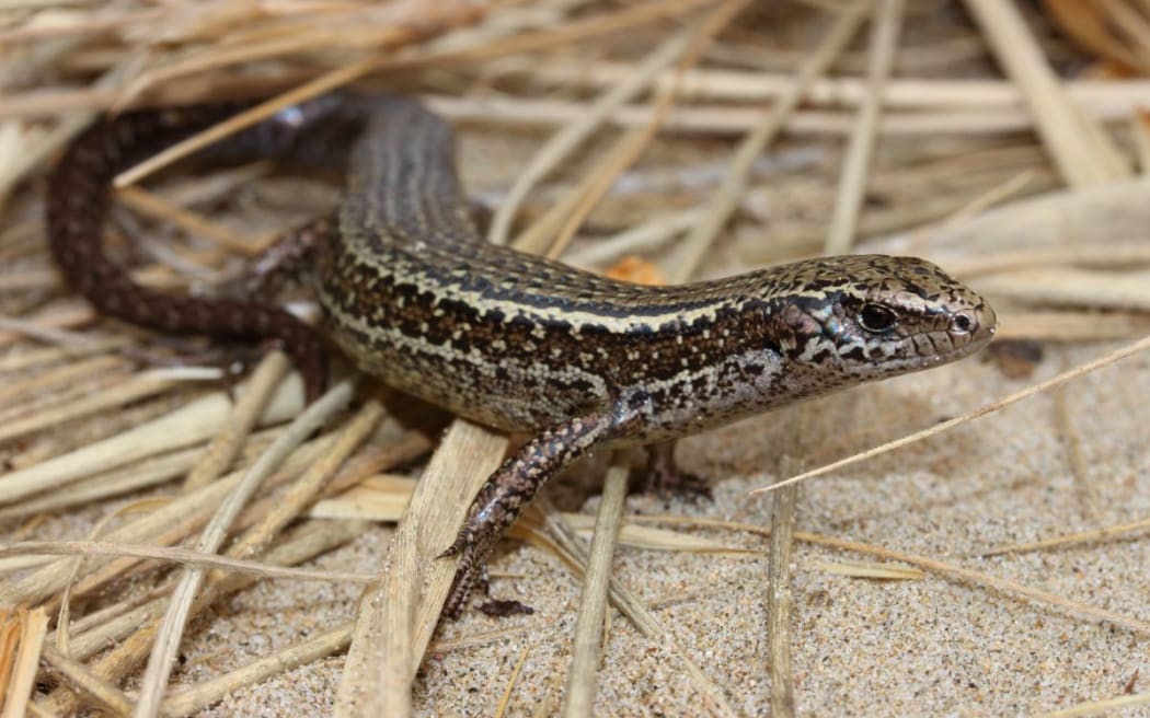 Caelyn Hossack, 9, has found a rare colony of Hawke's Bay skinks in Waipawa.