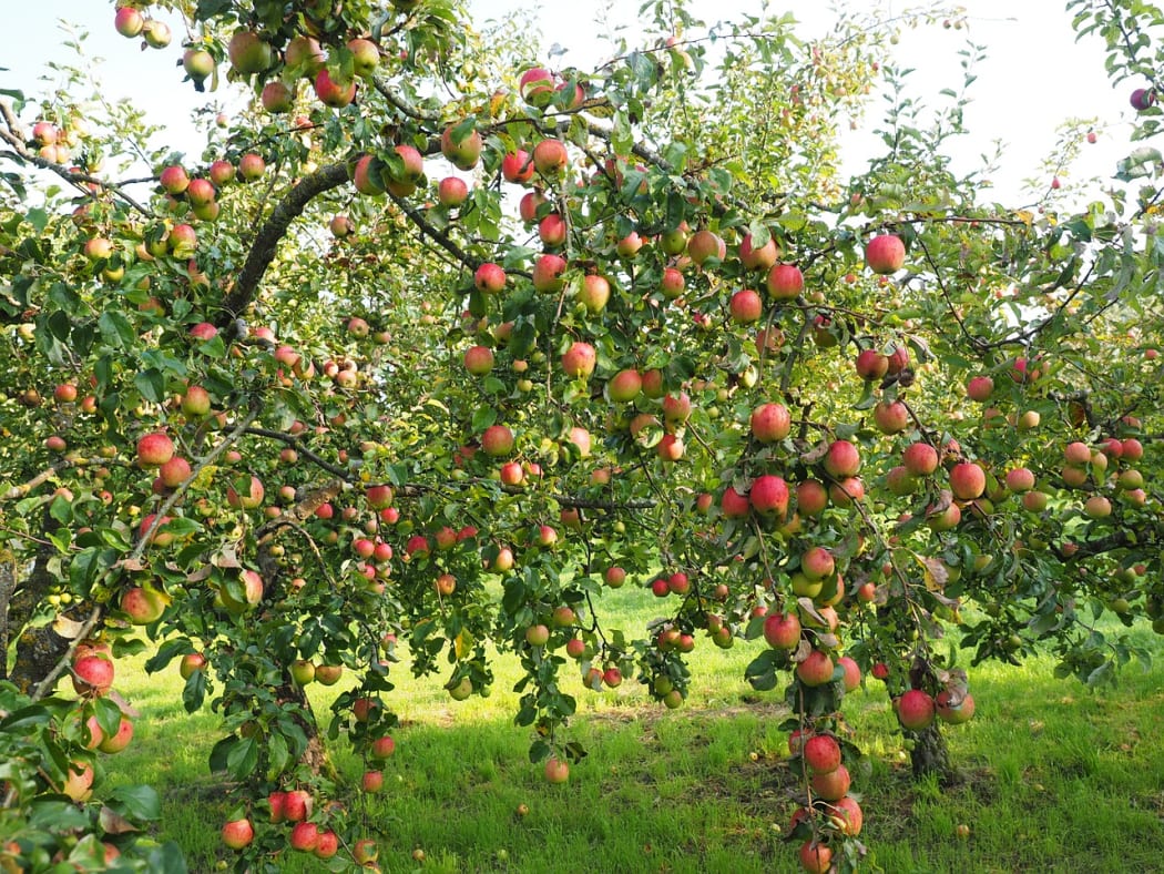 Ready to pick!