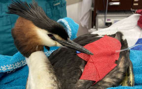 A pūteketeke/Australasian crested grebe which needed stomach surgery after swallowing a fishhook in December 2023 has been successfully released back into the wild after a lengthy recovery at Wildlife Hospital Dunedin.