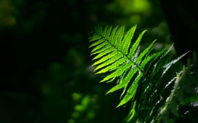 Fern frond