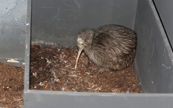Brown kiwi (Apteryx australis), young in a box.