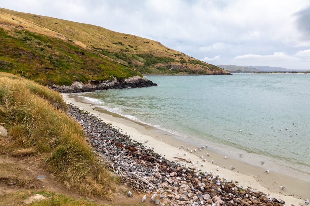 The landscape at Taiaroa Head.