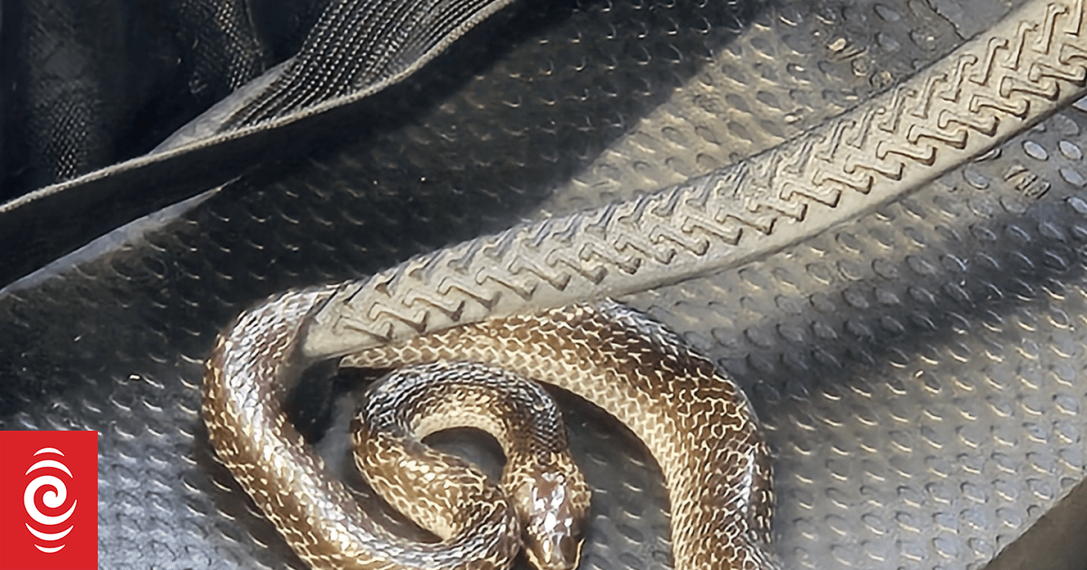 Live snake found in Christchurch traveller's suitcase