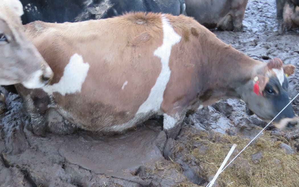 Cows grazing in mud on a Southland farm.