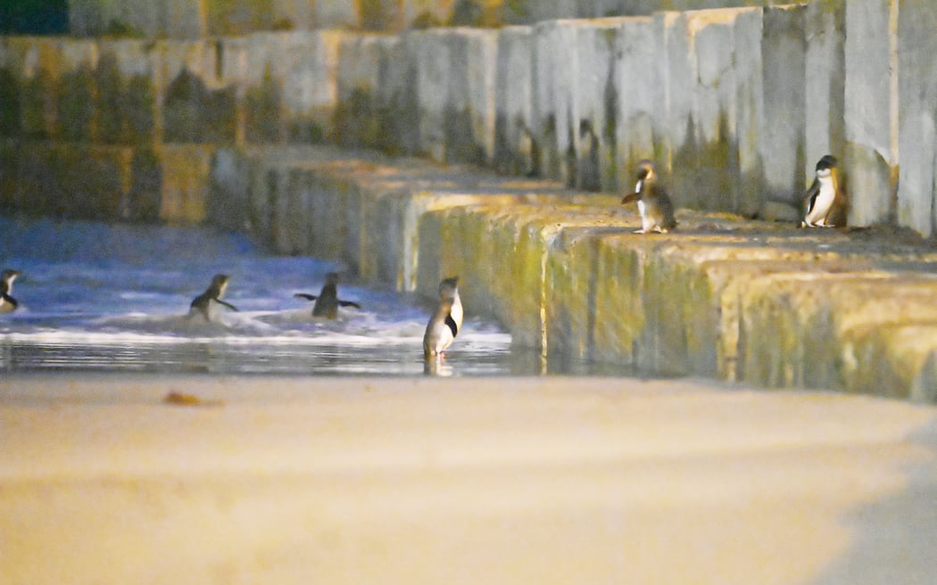 Kororā (little blue penguins) pictured in October 2021, visibly distressed by the then recently-upgraded seawall at Eastland Port.