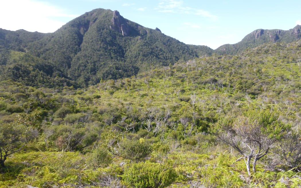 Great Barrier Island.