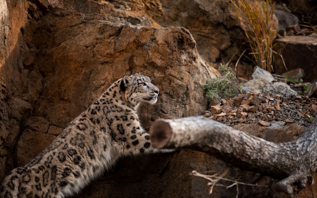 Snow leopards at Wellington Zoo