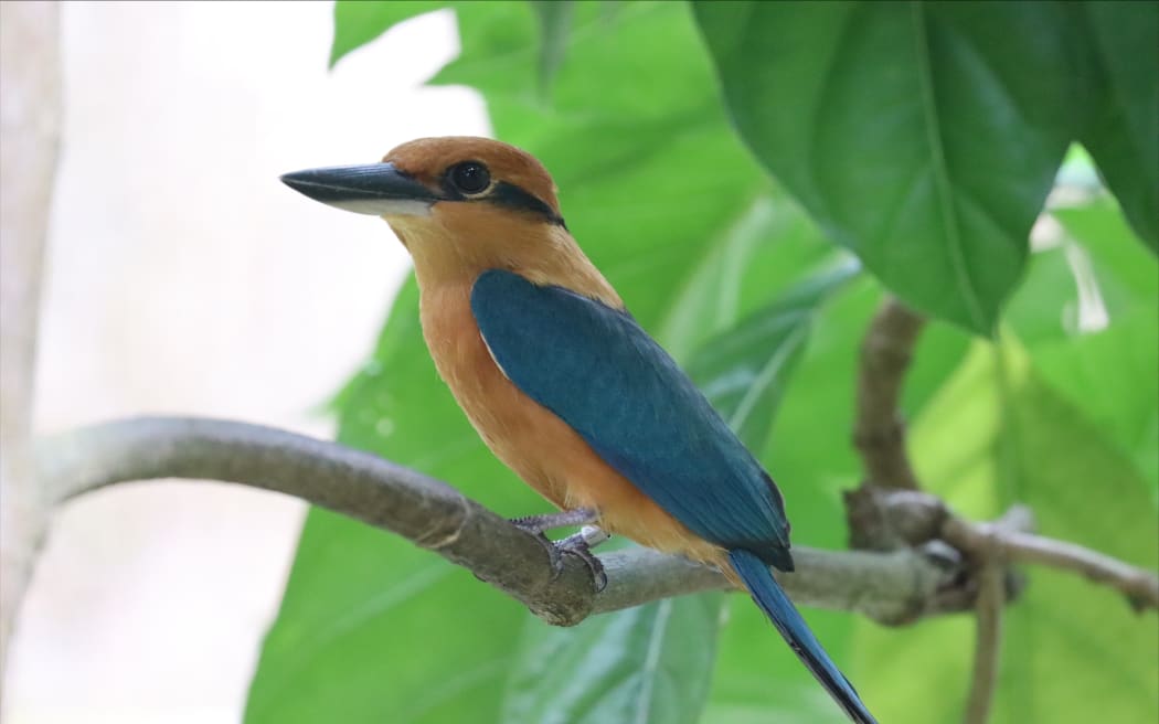 Sihek also known as the Guam kingfisher.