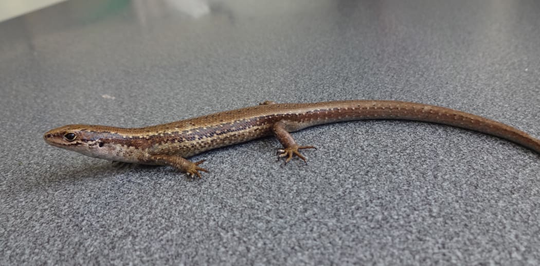 Chesterfield Skink