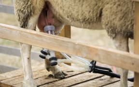Matt and Tracey Jones from Sheep Milk New Zealand began commercial milking in 2019.