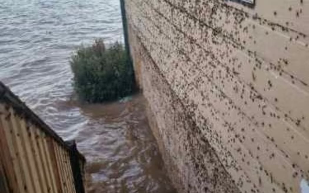 Spiders covered the walls of Julie Botfield's home at Clybucca as the floodwater rose.
