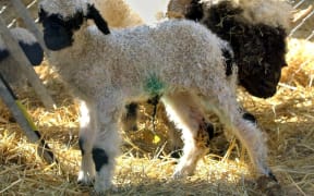 (dpa) - The one-day-old Valais blacknose sheep called Erika is one of the main attractions at the folk festival in Stuttgart, Germany, 29 September 2003. (Photo by BERND WEISSBROD / DPA / dpa Picture-Alliance via AFP)