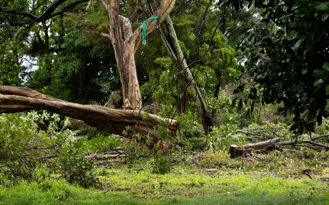 Thirty native trees at a Canal Road property in Avondale are facing the chop.