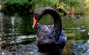 A photo of a black swan taken in Christchurch, New Zealand