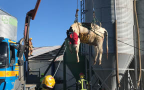 Fire and Emergency crews from Dunsandel and Burnham were called to assist a farmer and vet after a cow got stuck in the middle of a milking platform and had to be airlifted to safety.