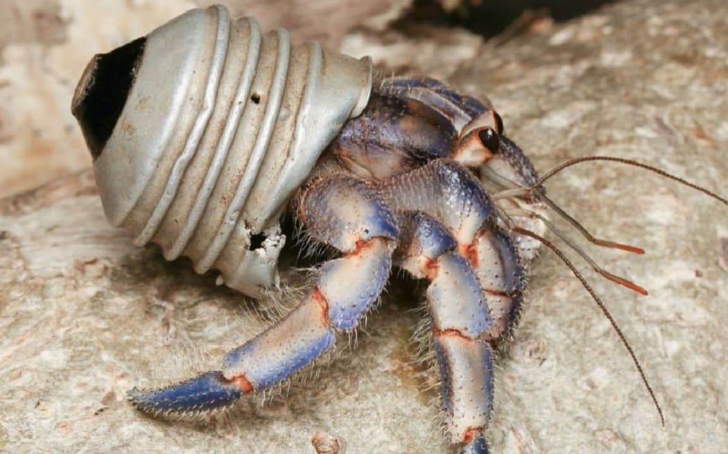 The crabs have been found using rubbish such as light bulb caps.