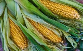 Fresh sweet corn on wooden table