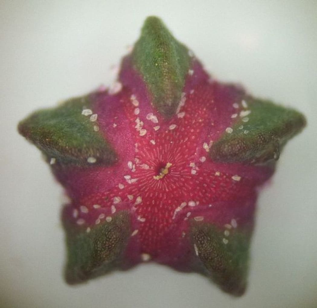 Developing black seed in quinoa flower (By Adam Peterson  Own work, CC BY-SA 4.0)