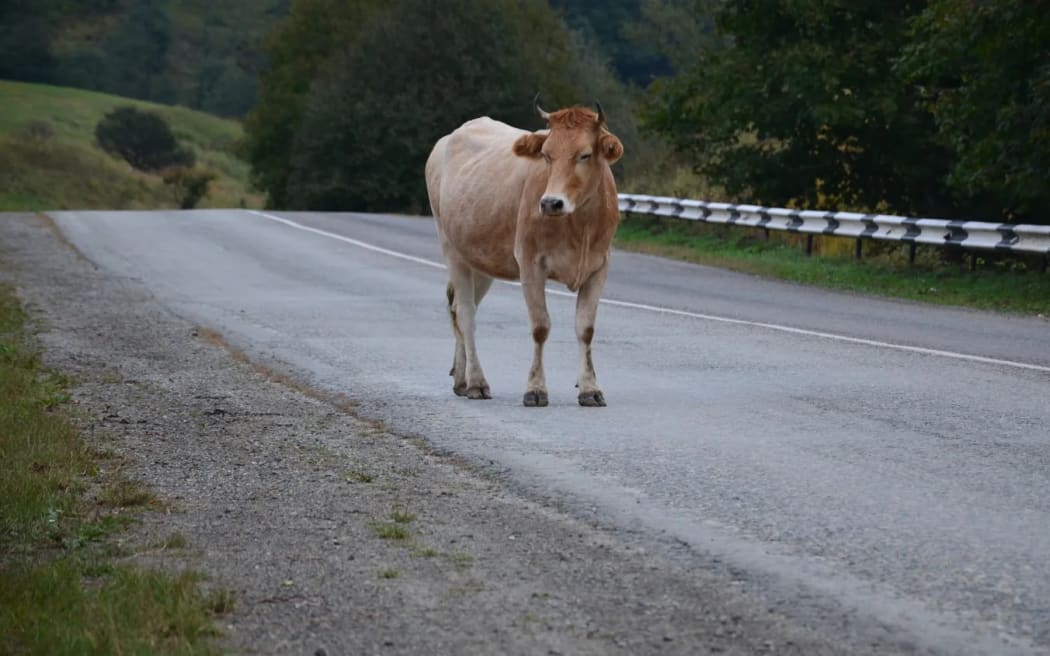 The problem of stock wandering on highways has worsened since recent severe weather events, especially on SH35.  File picture.