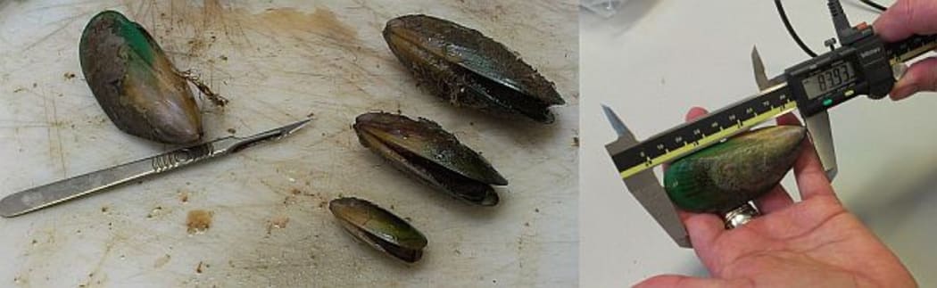 Different size mussel shells, and a mussel being measured with electronic calipers