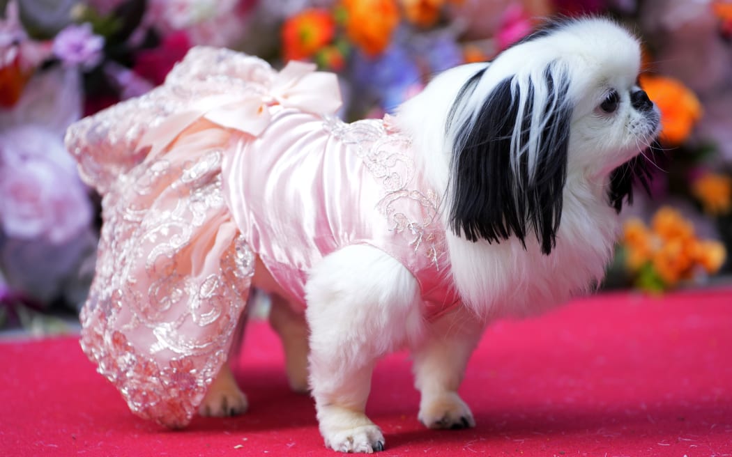 A dog attends the Pet Gala fashion show at AKC Museum of The Dog, Monday, May 20, 2024, in New York.