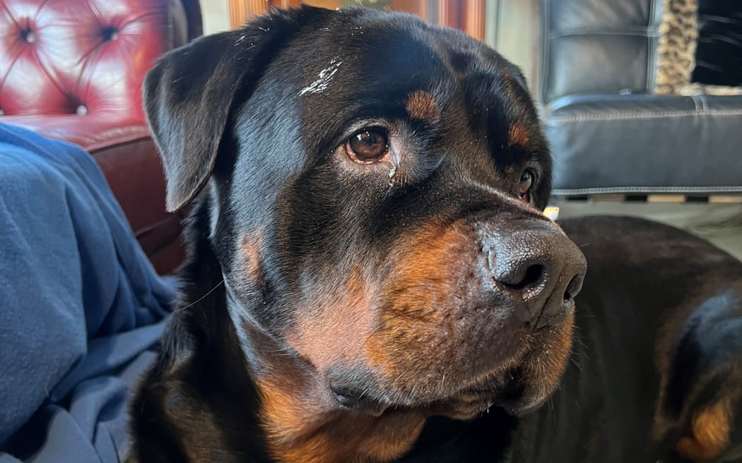 A Judge has ordered Chopper must be put down after his owner was convicted of owning a dog causing injury.