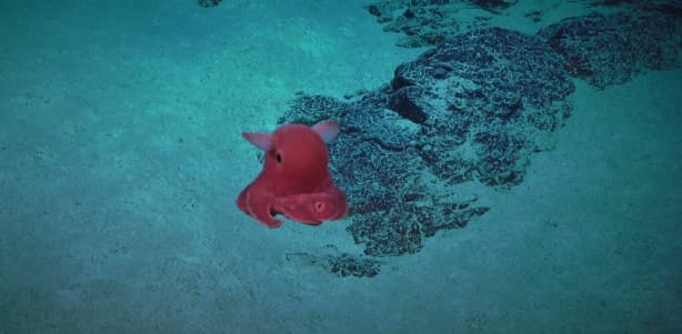 Reef bigger than Empire State Building discovered off Queensland | RNZ
