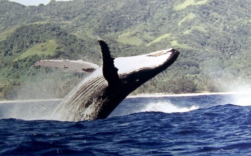 A whale breaches in Rarotonga.