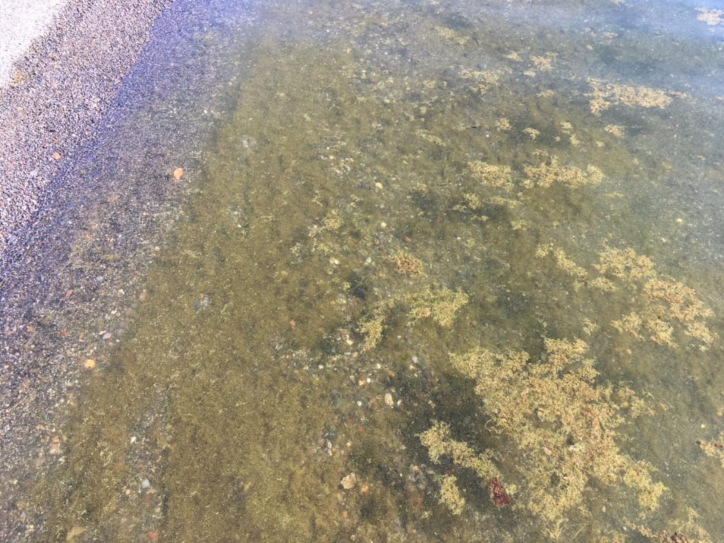 Some of the toxic algae in Lake Taupō