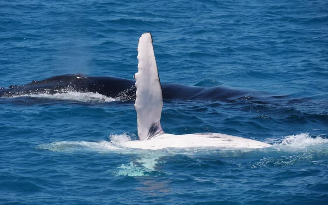 Lynch says there has been a "really good number of whales" at Hervey Bay for the 2023 season.