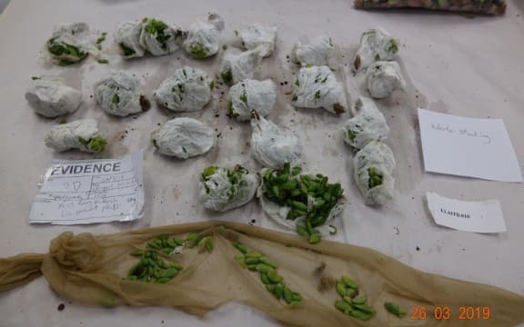 Some of the plants a woman tried to smuggle across the border.