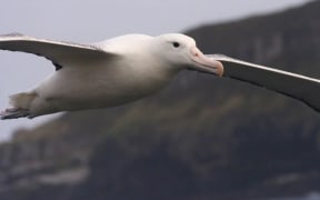 A toroa or northern royal albatross