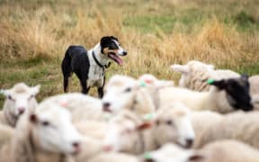 Farm dog