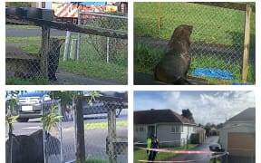 A seal made it's way through Papakura streets on 30 June, until police and DoC rangers caught up with it in Coles Crescent.