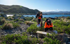 Predator-Free Wellington staff check bait stations and traps on Miramar's south coast. Large areas of bush which cloak the hillsides behind them are a favourite rat haunt.