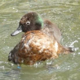 Photo for Campbell Island teal