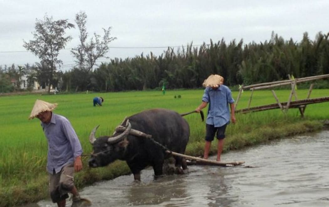 Buffalo ploughing rice paddy in Hoi An Vietnam