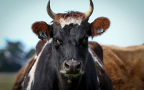 Organic Jersey cow on a Rongotea farm.