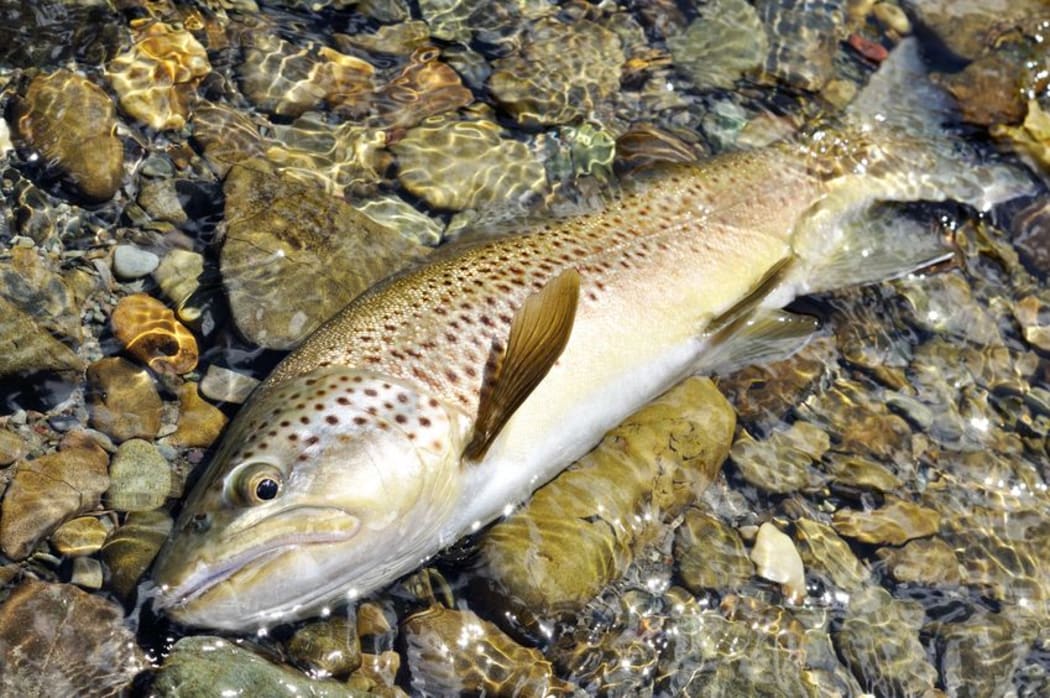 NZ brown trout